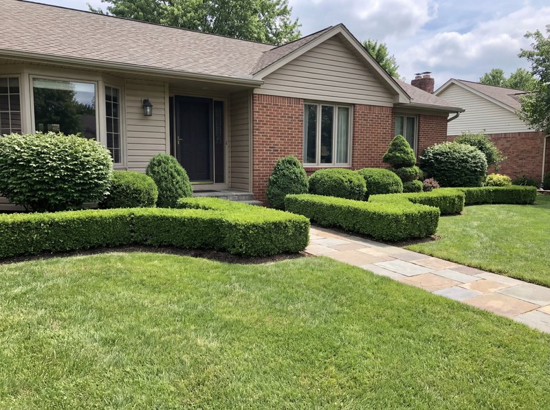 Neatly trimmed boxwood hedges along a suburban home